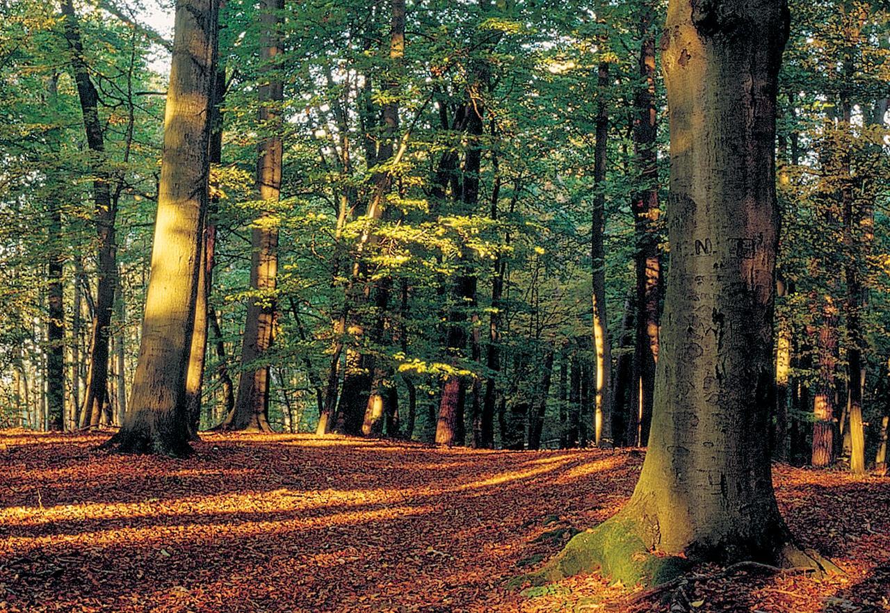 Rezydencja Smolarnia Siedlisko  Exterior foto